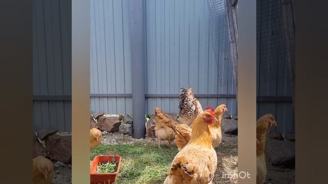 Самая лучшая порода кур #нидерхайнер #куры #породныекуры #bestchiken смотреть онлайн