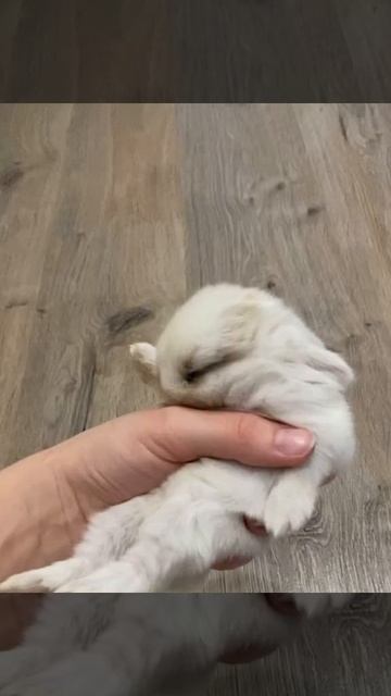 Карликовый вислоухий кролик засыпает на руках 😍