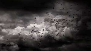 Воронье поганое. стих в прозе.