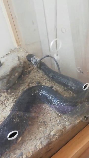 змея сбрасывает кожу смотреть онлайн