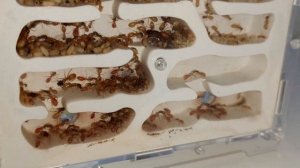 Розовые муравьи. Camponotus fedtschenkoi