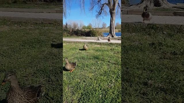 Наглые утки хозяйки парка смотреть онлайн