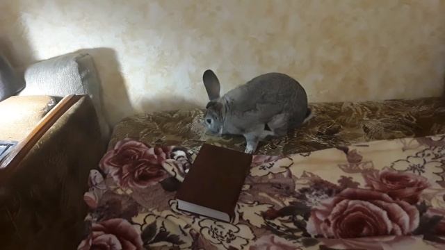 Смешной кролик Вася читает книгу! Советская шиншилла в доме! Clever rabbit is studying! смотреть онлайн