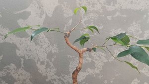 Фикус на камне . Часть 10