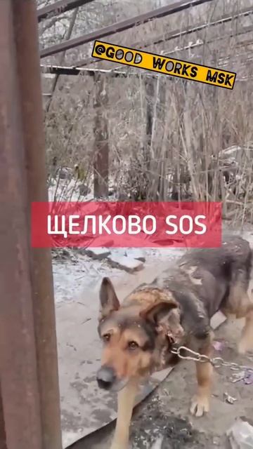 Завершаем спасать собак в Щелково  #приютгвардия #щелково #собаки #sos #помощьживотным