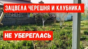 Не убереглась/Заболела/Зацвела черешня и клубника/Подключили капельный полив