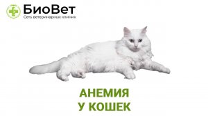 Анемия у кошек