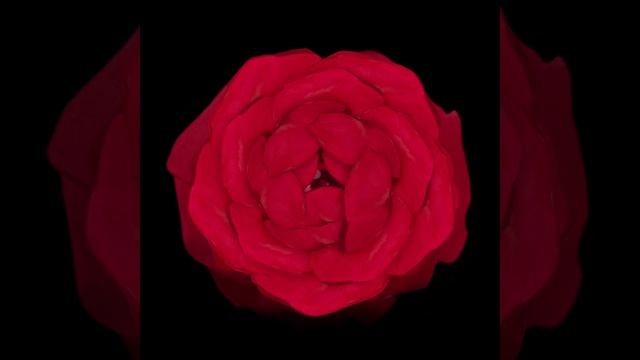 Flower_v04