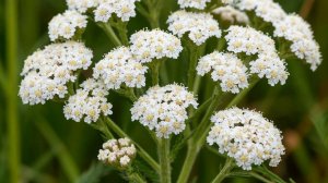 ТЫСЯЧЕЛИСТНИК обыкновенный -самая любимая травка. Рецепты.