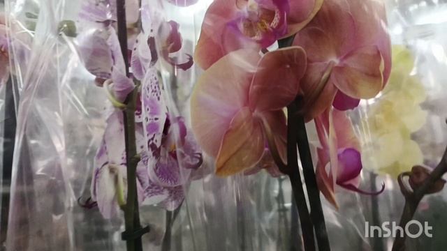 Новые орхидеи в магазине " Доминика"/10.04.25/