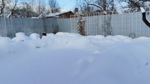 Весь апрель в зиму верь 🐈☃️🐈⬛