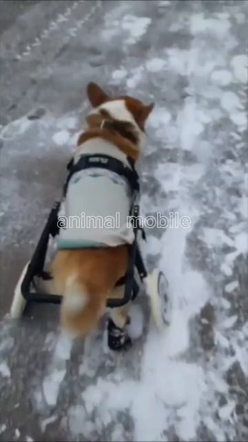 Коляска-тренажер Animal mobile для корги