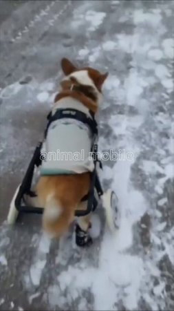 Коляска-тренажер Animal mobile для корги