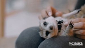 Разработка промо видео для ТРЦ Мозаика