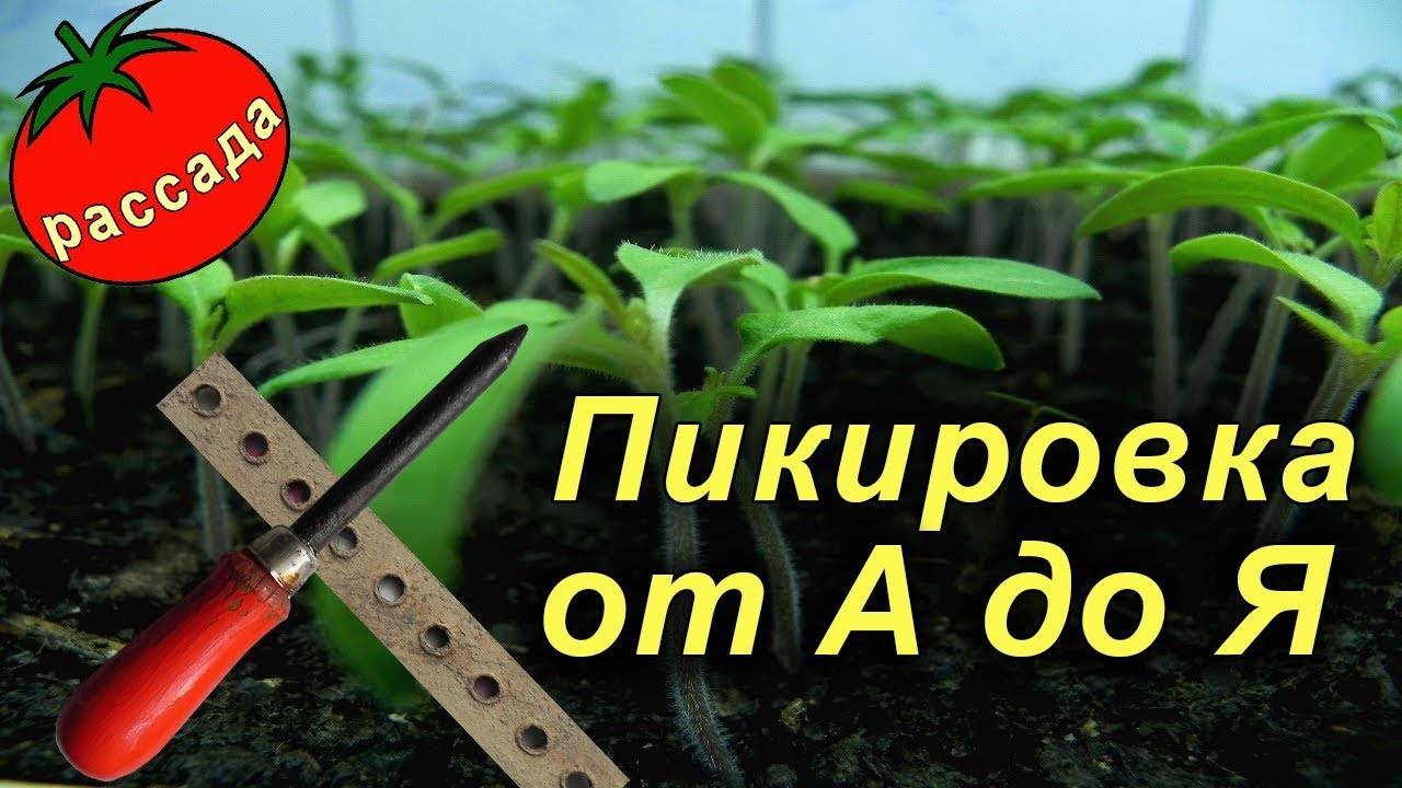 ПИКИРОВКА рассады ПОШАГОВО! Как правильно пикировать помидоры