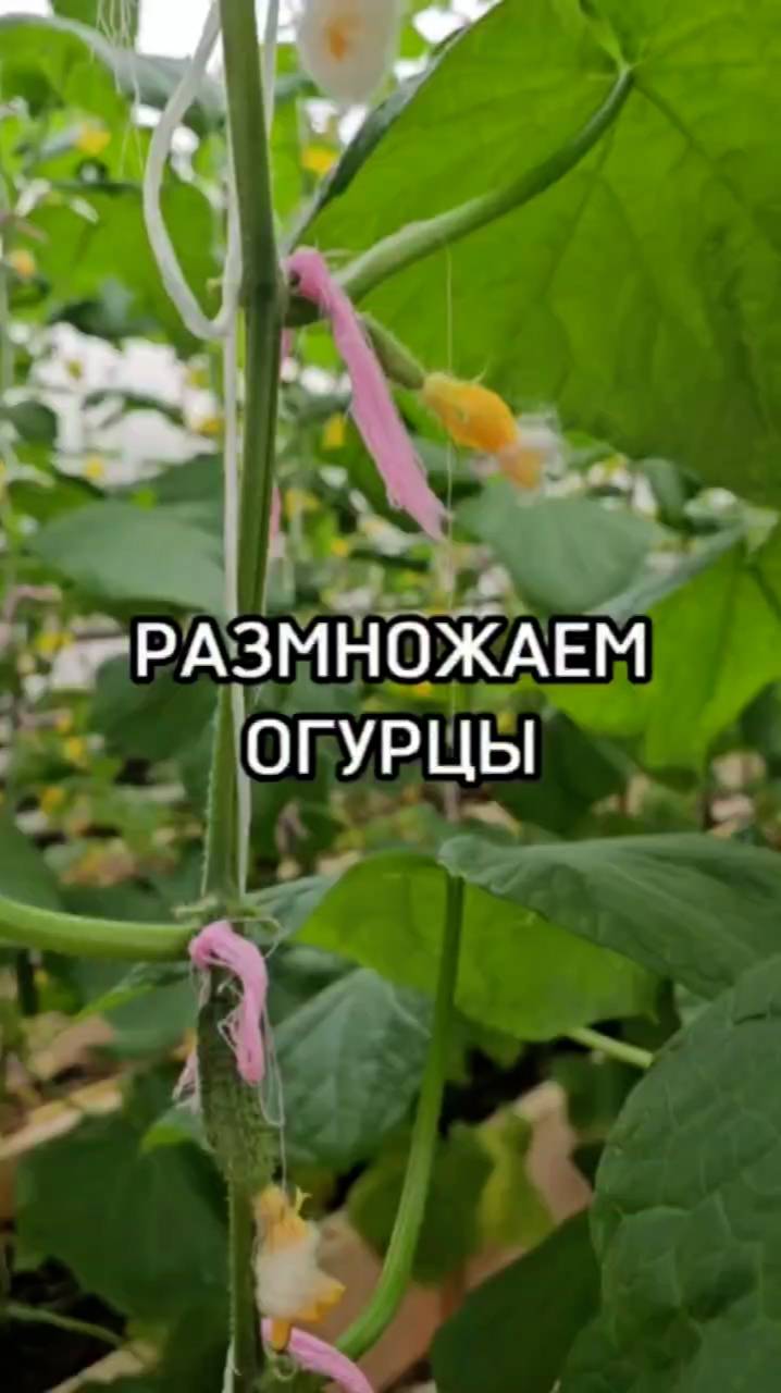 Как мы выращиваем огурцы в Агрофирме Поиск?