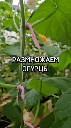 Как мы выращиваем огурцы в Агрофирме Поиск?