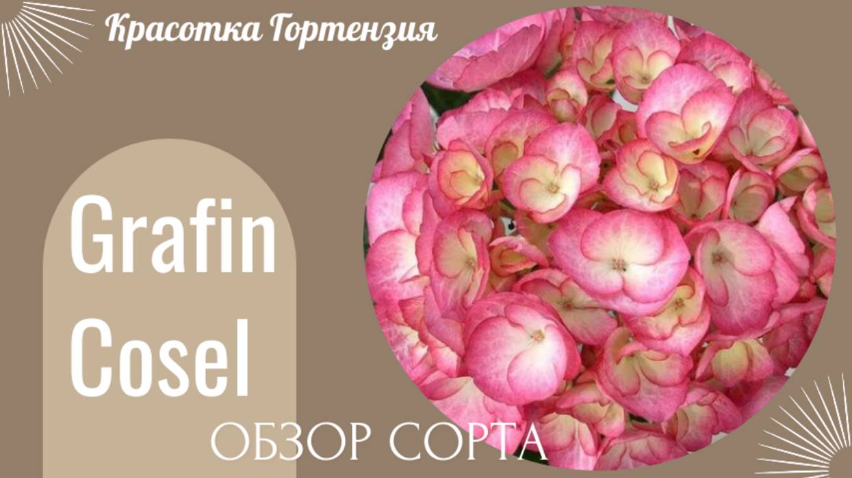 Крупнолистная гортензия Grafin Cosel обзор сорта 🌺🌿😍