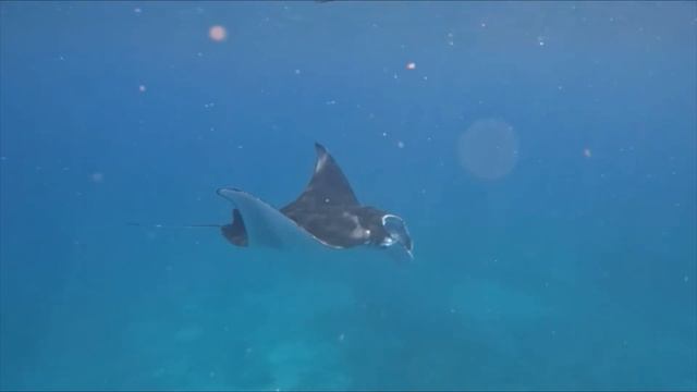 Bali Vlog Part 6: Komodo Dragon Tour, Labuan Bajo, Flores, Snorkel, Manta Rays, Turtles, Pink Beach