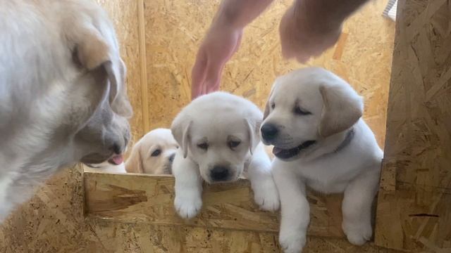 Щенки лабрадора смотреть онлайн