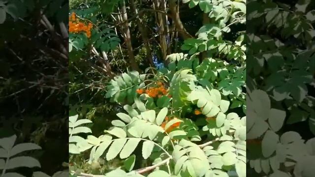 "Я давно не стесняюсь возраста" И пусть мчится поезд жизни! Читаю новые стихи смотреть онлайн