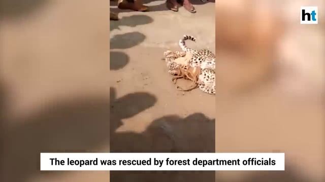 Watch: Leopard enters residential area in Gujarat creates ruckus