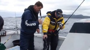 Зубатка похожая на собаку 2.MP4