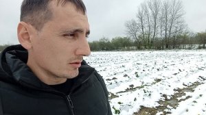Выращивание клубники в Краснодарском крае. Выпал снег в разгар клубничного сезона.