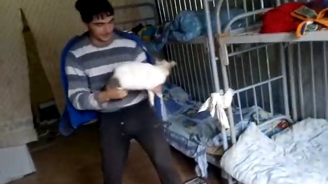 беДНАЯ КОШКА .РАЗВЕ ТАК МОЖНО!!! Смотреть всем смотреть онлайн