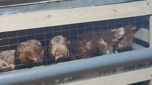 Деревенские будни