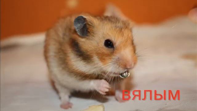 про хомячков