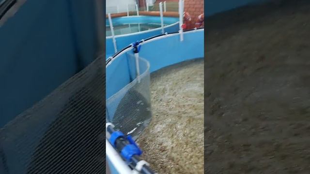 Установка на 50 м2 спустя три месяца работы. УЗВ . Выращивание осетра в гараже.