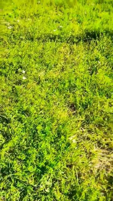 ‼️Наш мир прекрасен,если твоё внимание направленно не на себя во внутрь а вокруг себя. смотреть онлайн