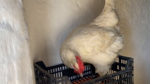 Селекция кур Бресс Гальцы в Украине Хитрук Елена
