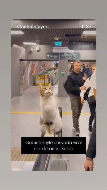 котик в стамбульском метро