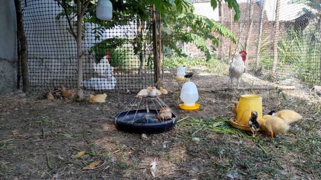 Try Not To Laugh Challenge😺Funny and Cute CAT Videos Compilation 2024😿🐶#7 смотреть онлайн