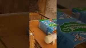 Перепела. избавился от брызг воды от нипельной поилки.