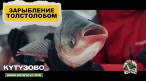 ЗАРЫБЛЕНИЕ ТОЛСТОЛОБИКОМ