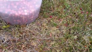 11-09-2024. Пошли на болота и нашли что то 🤣.Муж шутник .