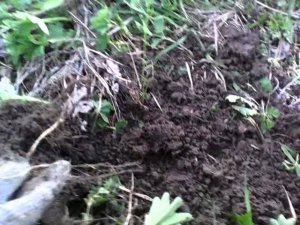 Поиск монет у старой мельницы.