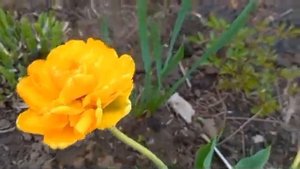 #тюльпанымахровые / Тюльпаны пионовидные. Миранда. Санлавер. Йеллоу Помпонетт.