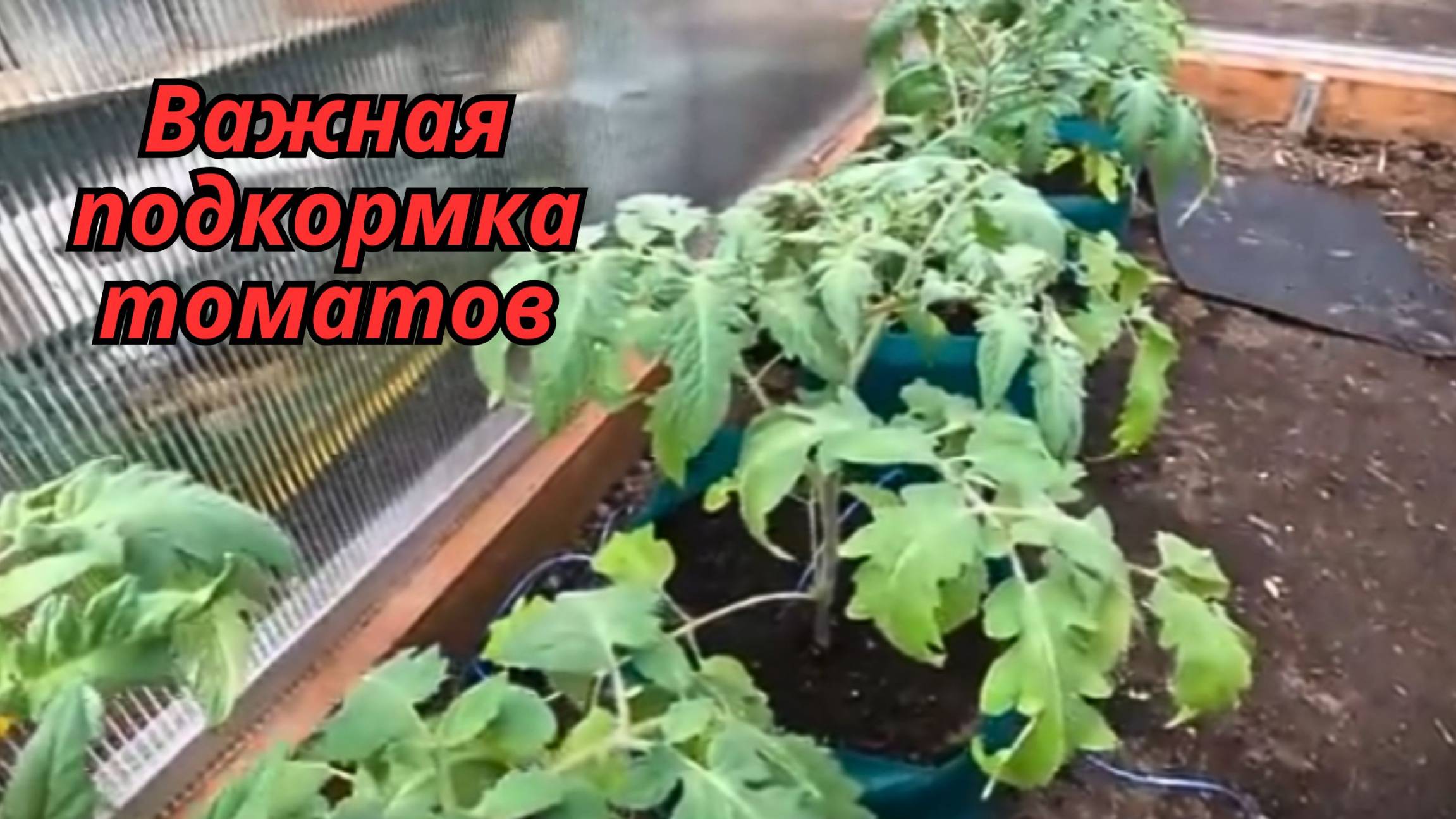 🍅 Кальциевая подкормка томатов: зачем она нужна и как правильно удобрять