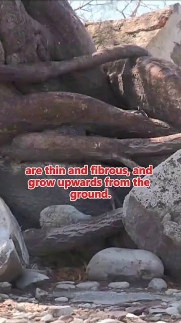 The Upside-Down Tree: A Peculiar and Unique Wonder of Nature | #factastic#upside-down tree смотреть онлайн