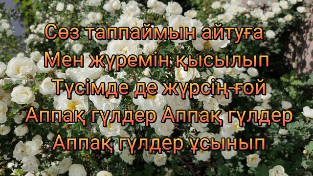 Ақбота Керімбекова – Аппақ гүлдер Караоке