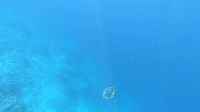 Черепаха, снорклинг - Cocogiri Island Resort Maldives