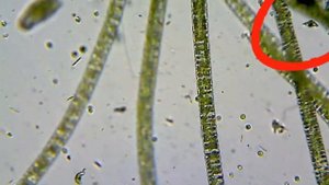 Одноклеточные животные/Инфузория-туфелька/Эвглена зелёная/Микроорганизмы_под_микроскопом