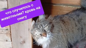 Что случилось с животными?
Кровь на снегу