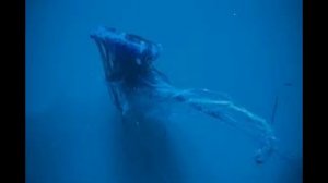 У берегов Мальты заметили гигантскую сифонофору