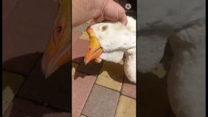 Как лечить провал языка у гуся.Егінің асты түскен қазды емдейміз.