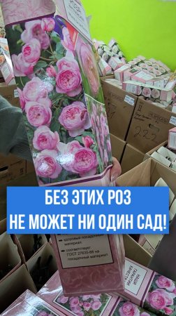 Без ЭТИХ РОЗ не может обойтись ни один сад!